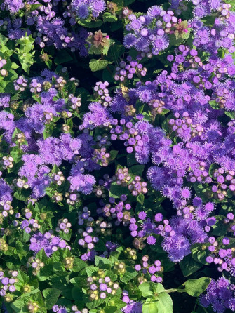 Floral iPhone Wallpaper