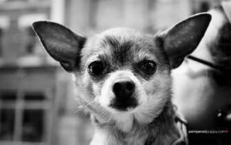 Chihuahua Black And White