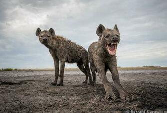I Don T Know Man It Wasn That Funny Background Hyena Probably