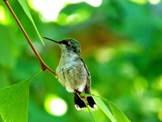 Tag Hummingbird Wallpaper Background Photos Image Andpictures
