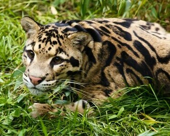 Clouded Leopard Photos Wallpaper The Fun Bank