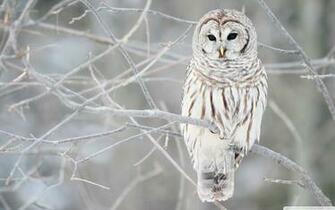 White Owl Wallpaper HD