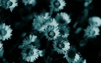 Dark Flower Wallpaper