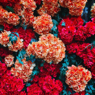 Red And Orange Wallpaper