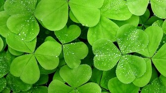 Water Leaf Wallpaper HD