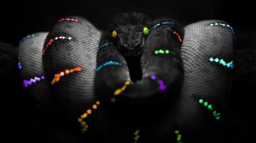 Rainbow Snake Computer Wallpaper Desktop