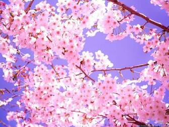 Winter Flower Wallpaper