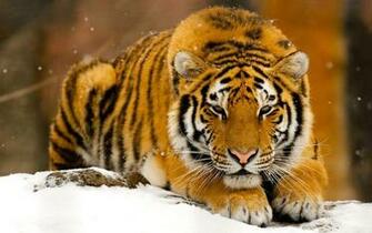 Tiger HD Photos Wallpaper