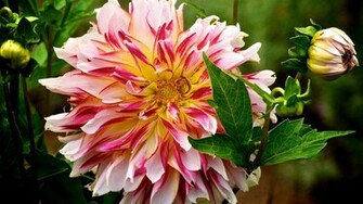 Dahlias Wallpaper