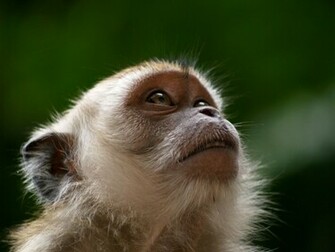 Beautiful Wallpaper Monkey HD