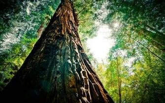 Redwood Trees Desktop Wallpaper Top