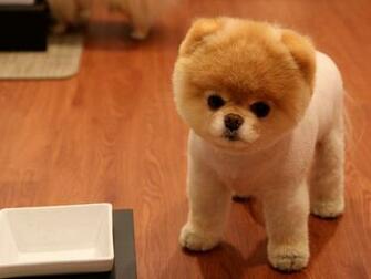 Cute Pomeranian Dog Wallpaper HD