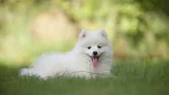 Wallpaper White Spitz Dog Grass UHD 4k Picture Image