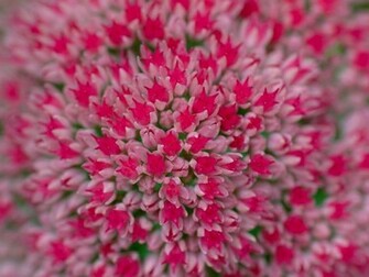 Wallpaper Of Flowers Nature