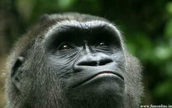 Baby Silverback Gorilla Wallpaper Mountain Gorillas