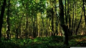 Forest Wallpaper