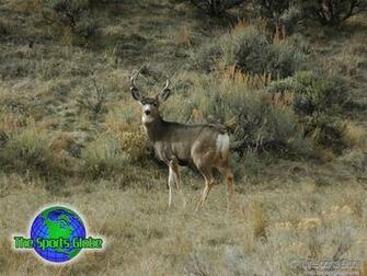 Deer Desktop Wallpaper And Background The Sports Globe