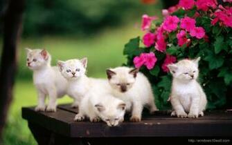Wallpaper Cute Little Kittens This