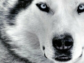 Dogs Wallpaper Siberian Husky