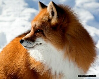 Red Fox Wallpaper Widescreen