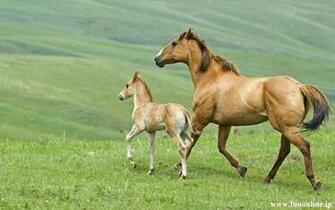 Beautiful Wallpaper Wild Horses