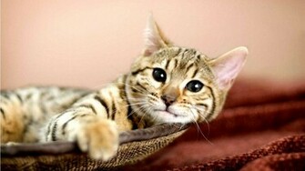 Bengal Cat Desktop Wallpaper And Stock Photos