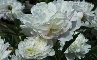 White Peonies Wallpaper
