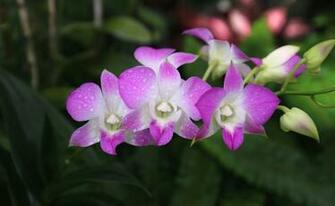 Orchid Computer Wallpaper Desktop Background Id
