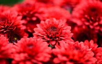 Dahlias Wallpaper