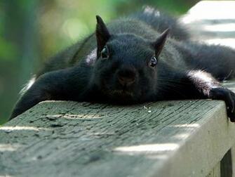 Animals Funny Squirrels Wallpaper