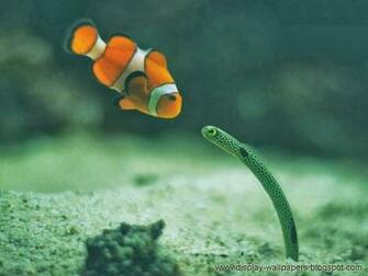 HD Wallpaper Stock Beautiful Fish For Desktop