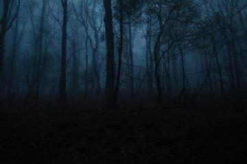 Dark Forest Pictures HD Image