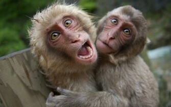 The Explanatory Power Of Monkeys Who Cheat Salt And Stir