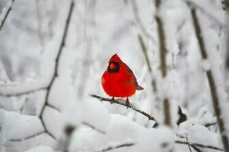 Cardinal In The Snow By Yobyaxes