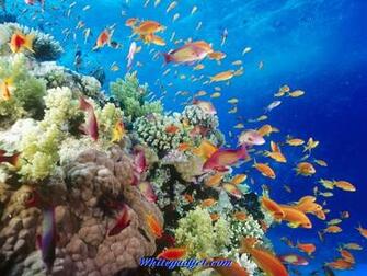 109070d1339742619 Tropical Fish Wallpaper Image Jpg
