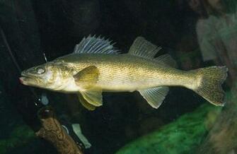 Walleye Wallpaper
