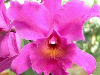 Orchids Flowers Wallpaper