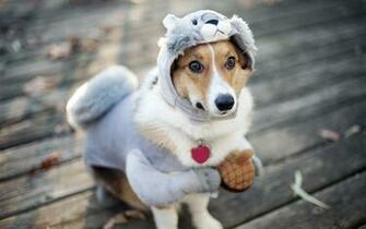Funny Dog Background Wide Wallpaper