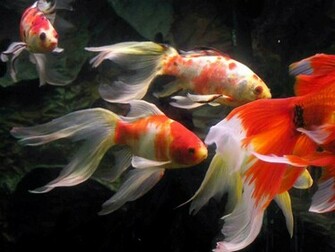 Goldfish Wallpaper Proteckmachinery