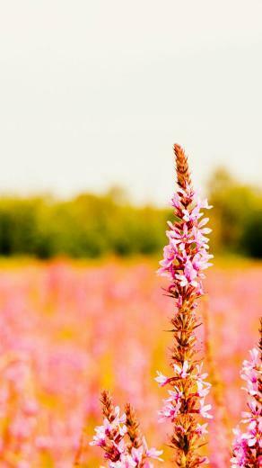 HD Unknown Flower Lg G3 Wallpaper Field iPhone