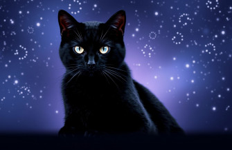 Black Cat Wallpaper For Computer