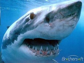 Sharks Screensaver Dreadful