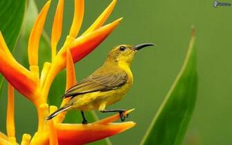 Image Result For Colorful Birds Boids Of Color Wallpaper