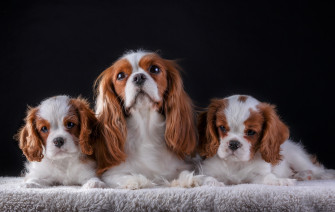 Cute Cavalier King Charles Spaniel Puppy Dog Animal Wallpaper