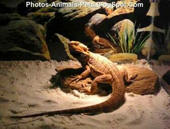 Red Bearded Dragon Photos