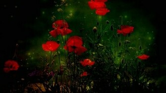 Red Poppies HD Wallpaper Wallpaperfx