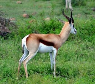 Wallpaper African Animals Dawallpaperz
