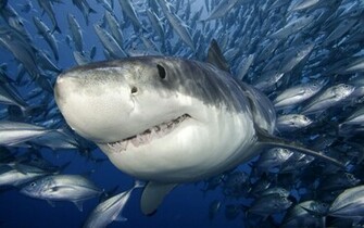 Shark Wallpaper HD Pictures Animal