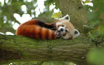 File Name Awesome Red Panda HD Wallpaper