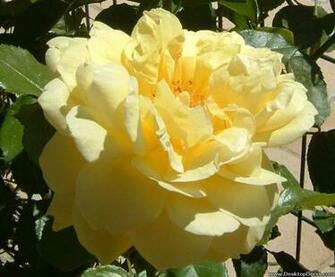 Wallpaper Flowers Gardens Background Big Yellow Rose